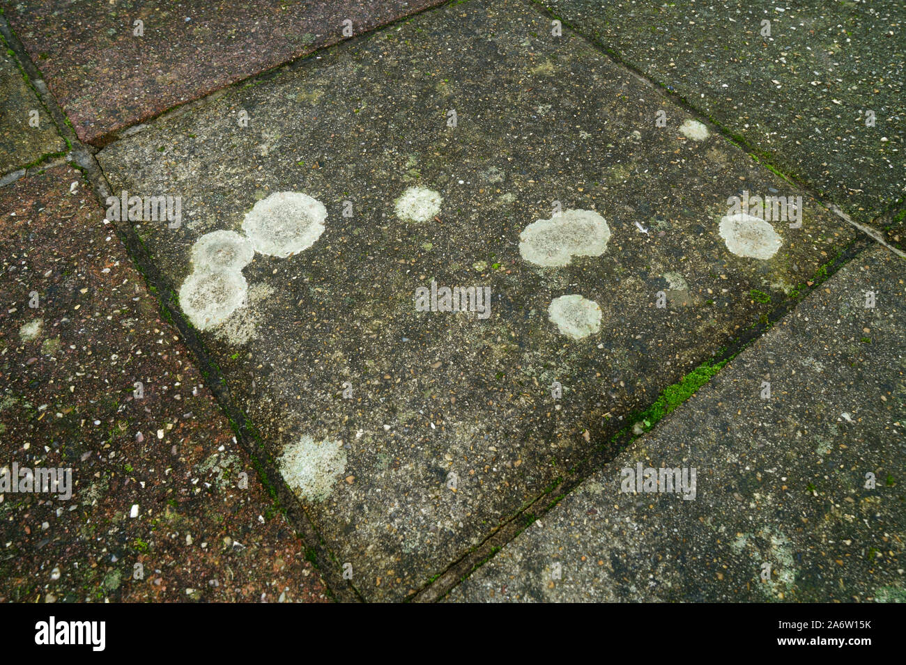 Bürgersteig flechten Xanthoparmelia Scabrosa wächst auf einer Betonplatte. Stockfoto