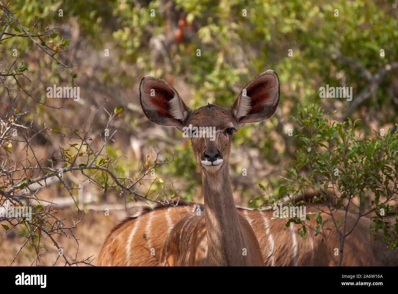 Ein Weibchen größer Kudu (Tragelaphus strepsiceros) Stockfoto