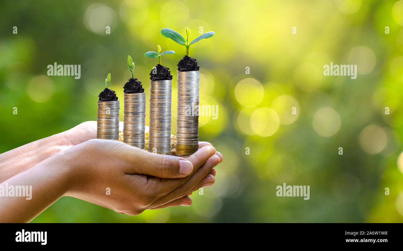Hand Münze Baum der Baum wächst auf dem Stapel. Geld sparen für die Zukunft. Investment Ideen und das Wachstum der Unternehmen. Grüner Hintergrund mit bokeh Sun Stockfoto
