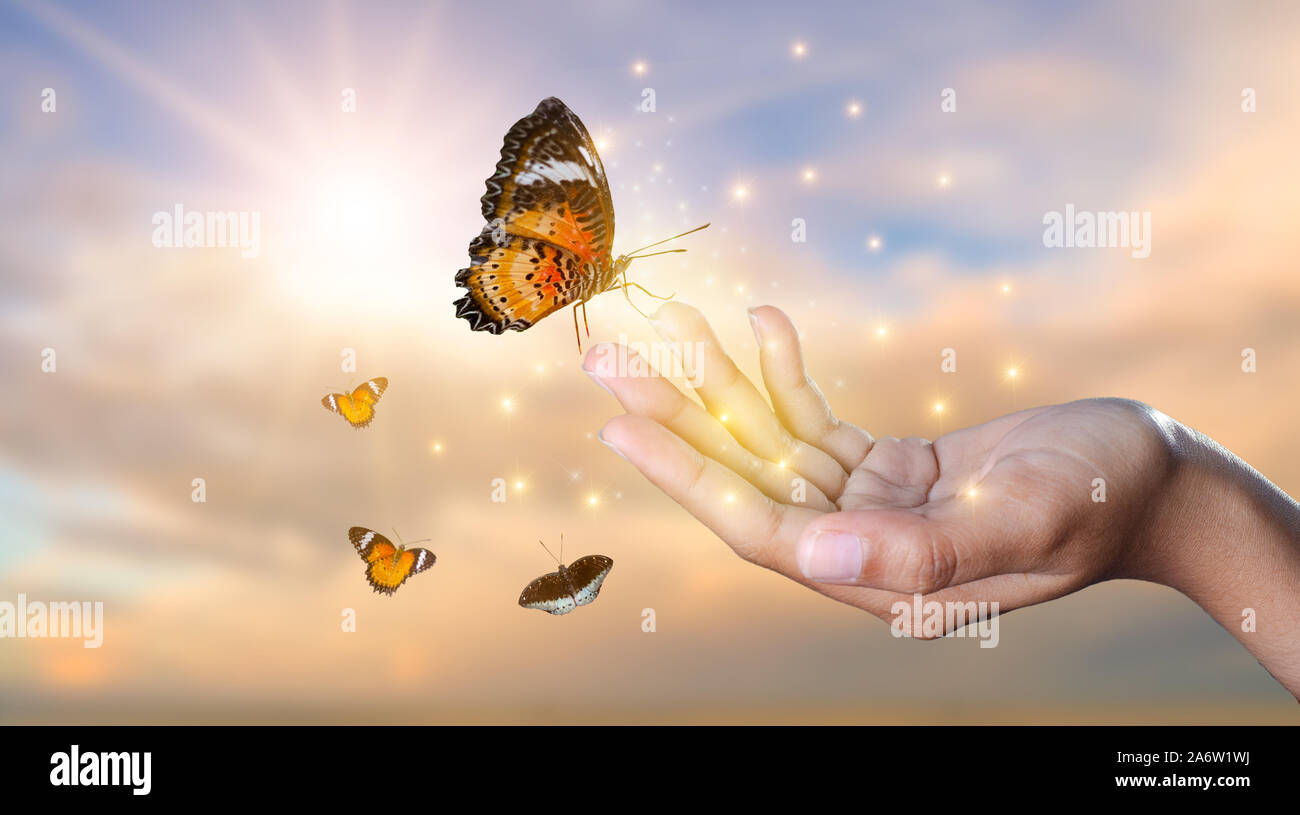 Ein Schmetterling stützt sich auf eine Hand unter den goldenen Licht Blumenwiesen am Abend Stockfoto
