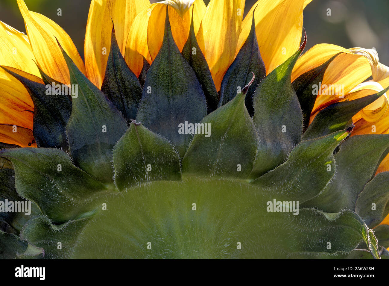 Anderen Seite der Sonnenblume - ein Blick auf eine von hinten beleuchtete Seite einer Sonnenblume in einer Farm. Stockfoto