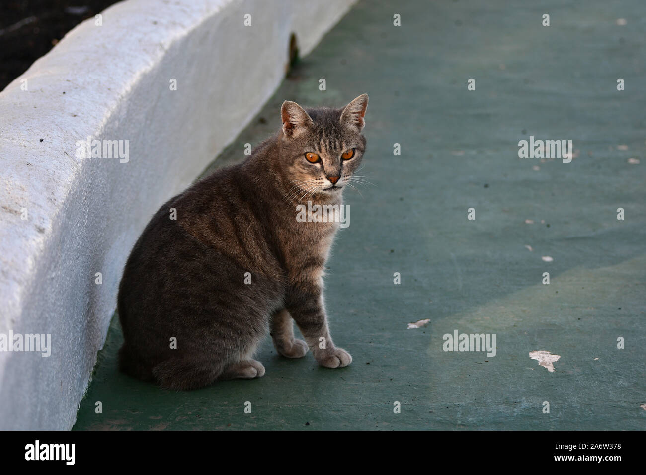 Eine Tabby-katze mit orangefarbenen Augen neben einer weißen Wand. Lanzarote, Spanien. Stockfoto