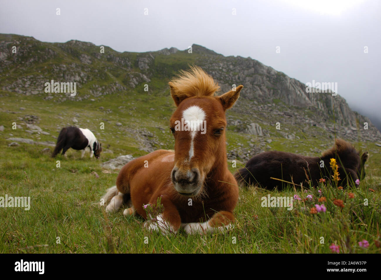 Mehr als 700 Shetland Ponys leben in den Snowdonia National Park rund um den See Idwal Idwal (CWM) in Wales. Stockfoto