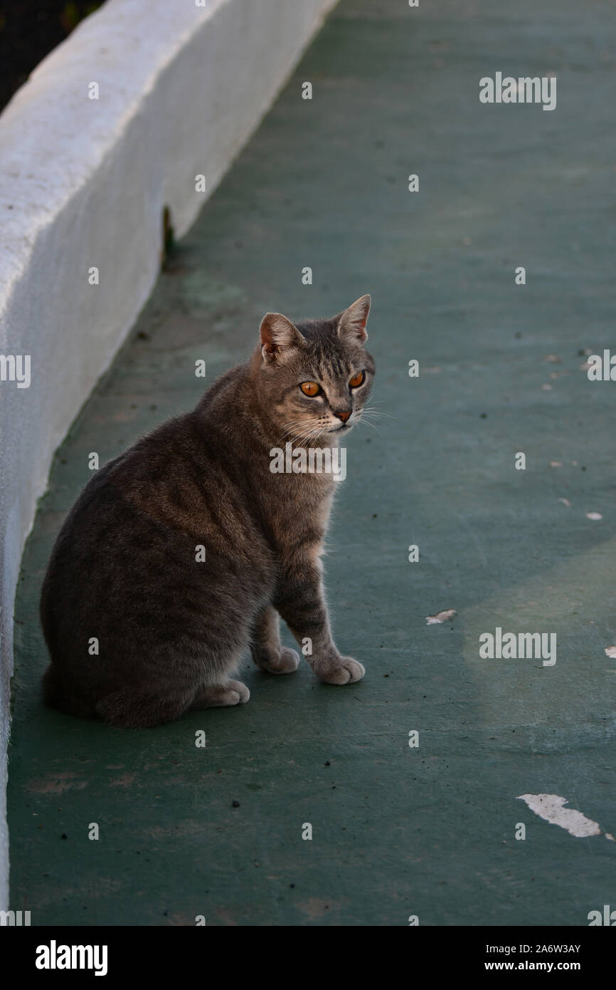 Eine Tabby-katze mit orangefarbenen Augen sitzen neben einer weißen Wand. Lanzarote, Spanien. Stockfoto