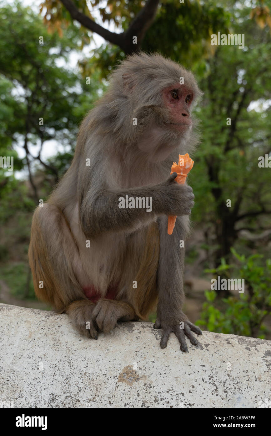 Monkey Eis essen in Nepal Stockfoto