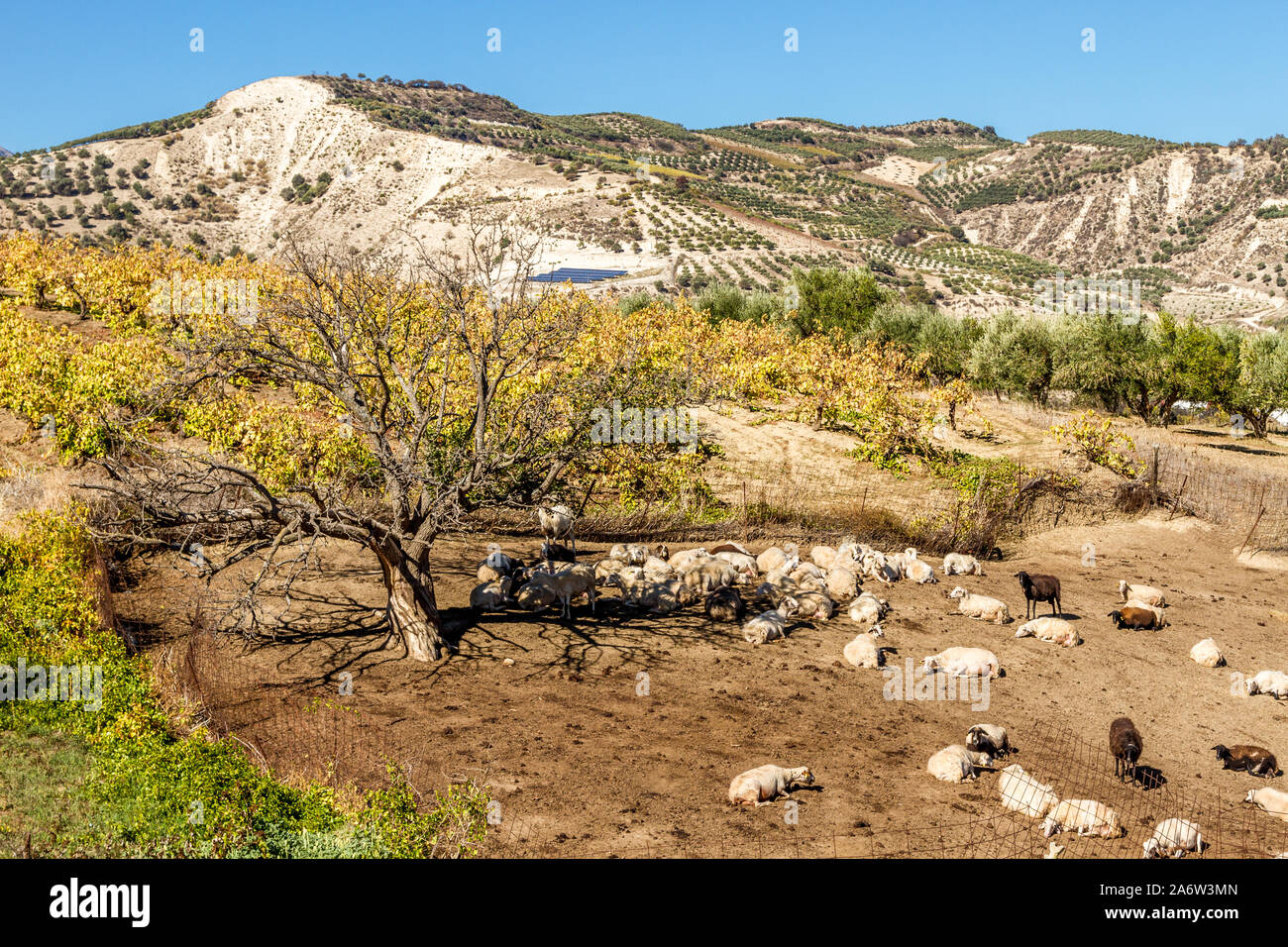 Insel Kreta, Schafe in einem Feld von Heraklion, Stockfoto
