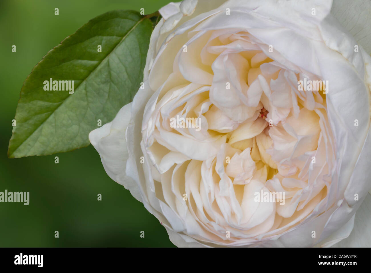 Weiße Pfingstrose Blume Stockfoto
