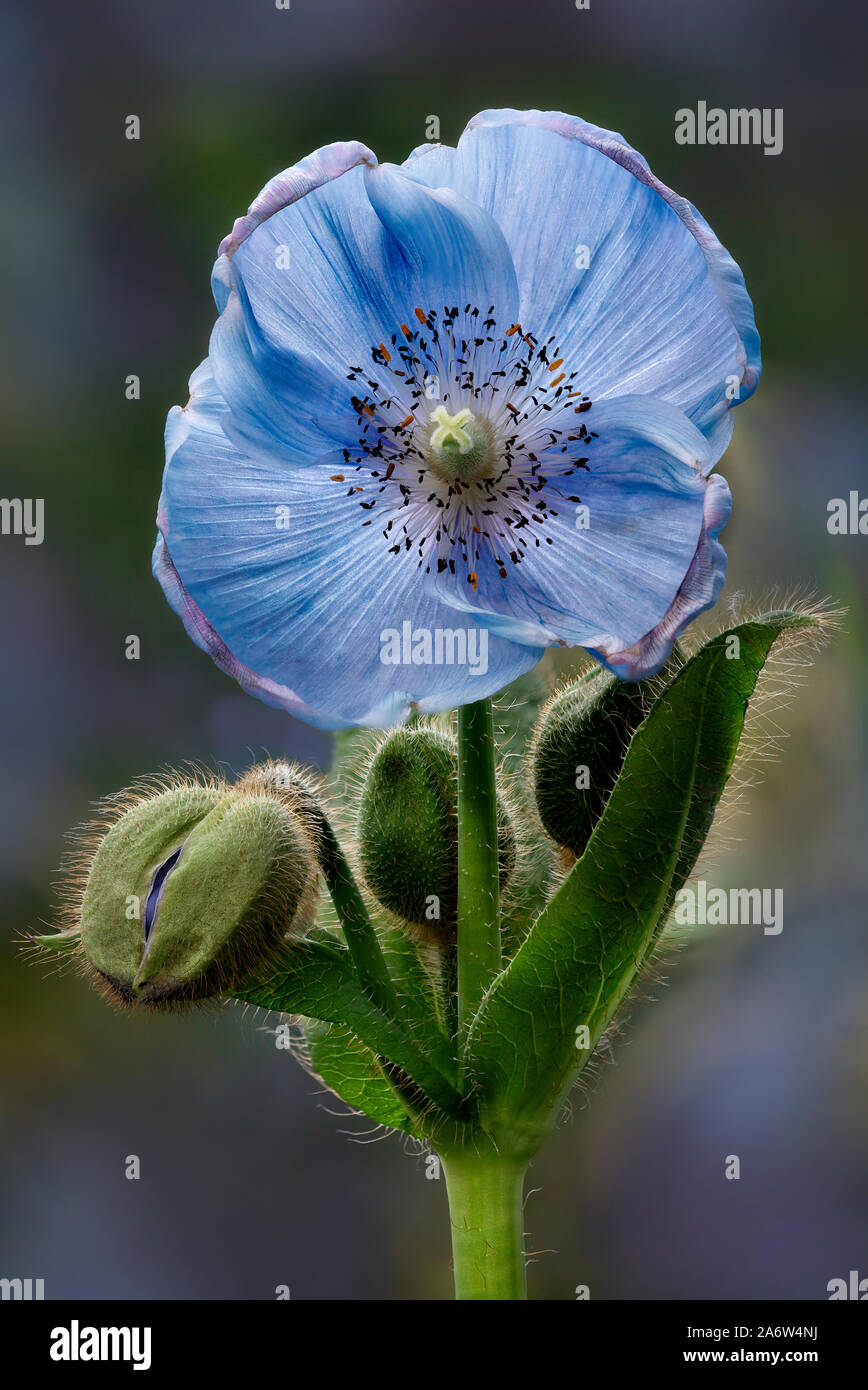 Himalayan Blue Poppy Blüten und Knospen - ein vor kurzem blühte Blue Poppy Flower mit Knospen warten auf zu blühen. Stockfoto
