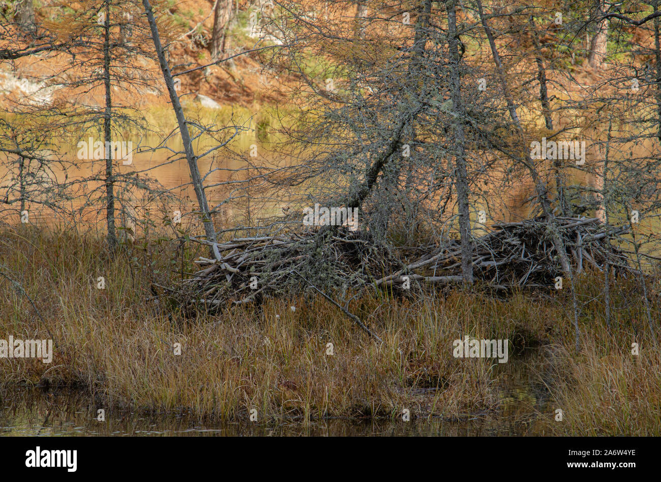 Zwei große Biberdämme in einem Nebenfluß durch bunte Vegetation im Herbst umgeben. Stockfoto