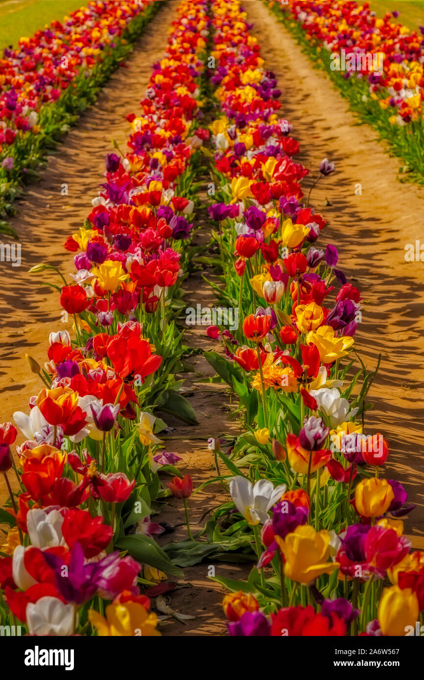 Reihen von Tulpen - Zeilen einer Vielzahl von Tulpen im Bauernhof Feld im Frühling Stockfoto