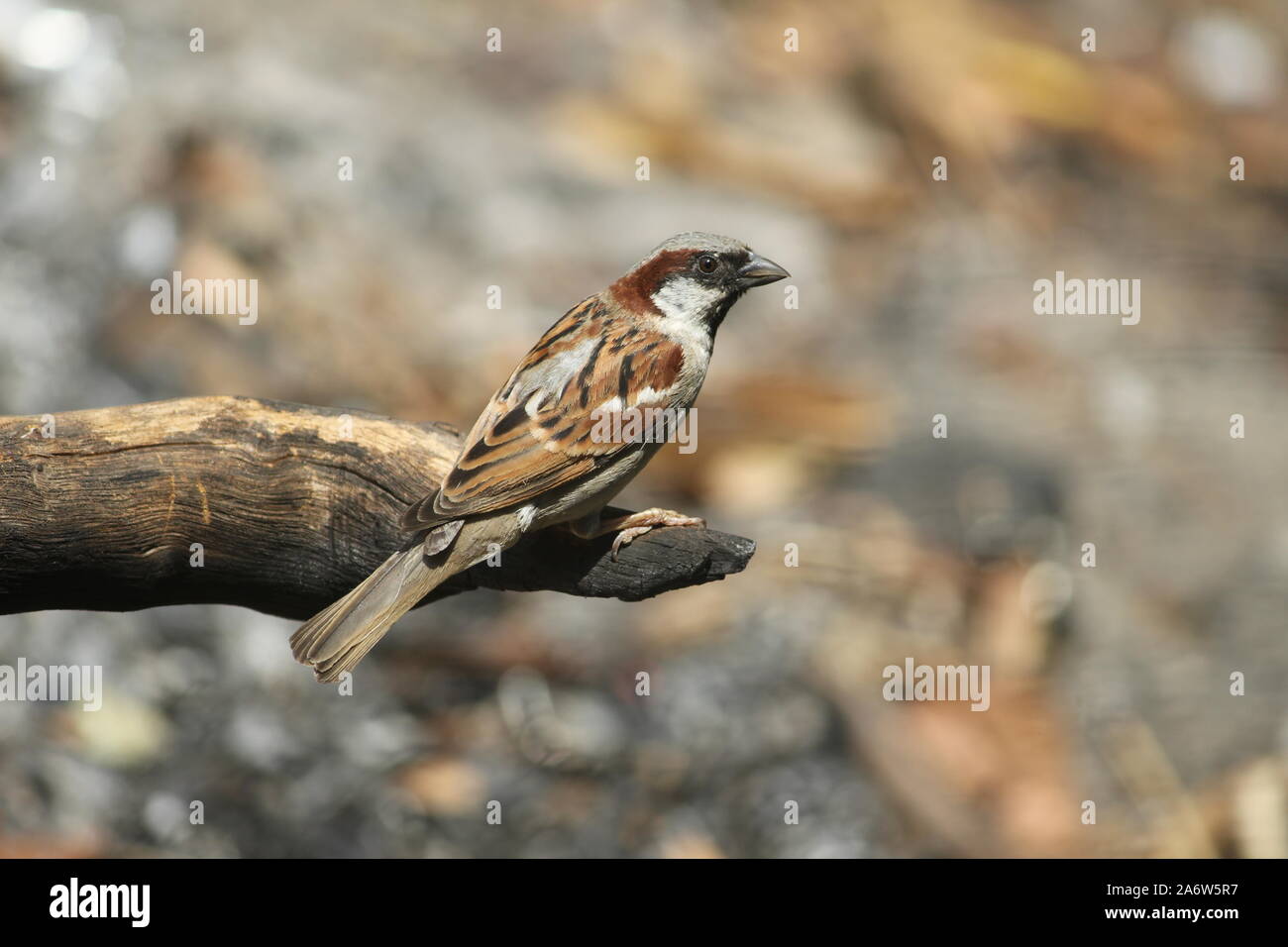 Gorrian Vogel sitzt auf einem trockenen Ast seine Augen manuvaring rund um die Umgebung. mit hellbraunen Feder mit einigen dunklen braunen Federn gesegnet. Stockfoto