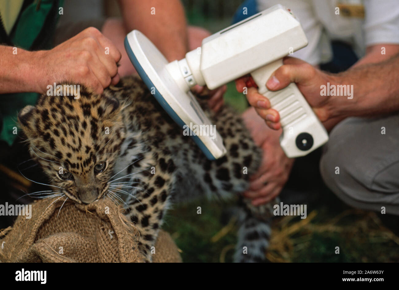 identichip collar tag