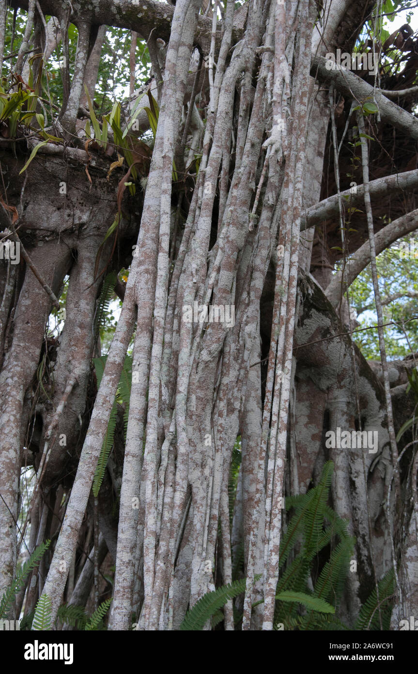 Luftwurzeln der Würgefeige, Ficus virens, den tropischen Norden von Queensland, Australien Stockfoto