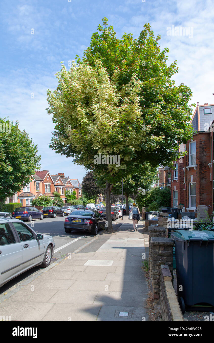 Spitzahorn urban Baum, London Stockfoto