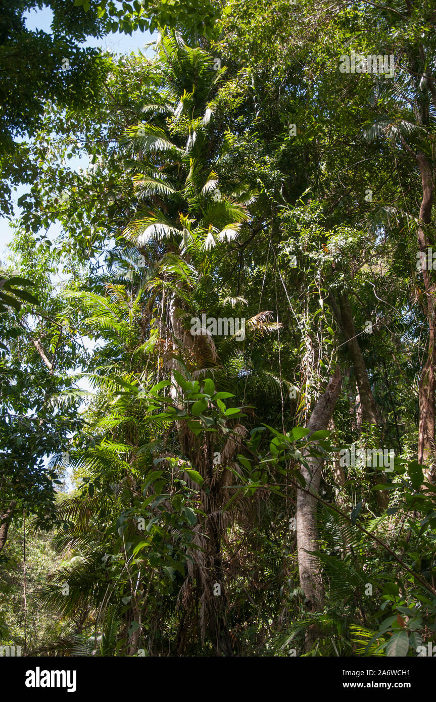 Tropischer Regenwald am Berg Alexandra Lookout am Cape Tribulation, Daintree National Park, North Queensland, Australien Stockfoto