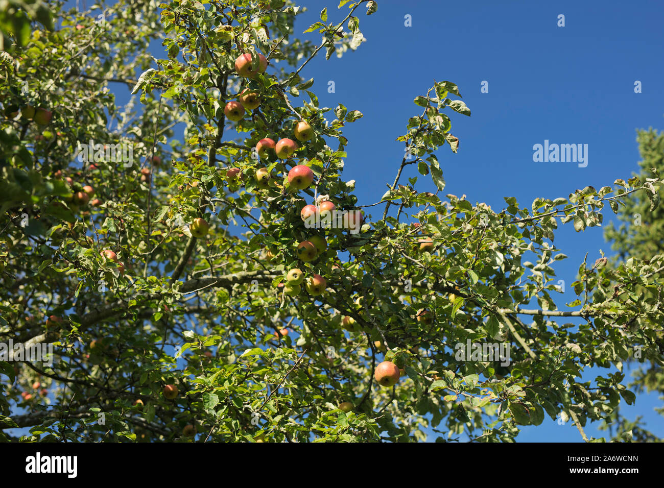 Äpfel auf einem Baum im Herbst mit blauem Himmel Hintergrund. Surrey, UK, 2019 Stockfoto
