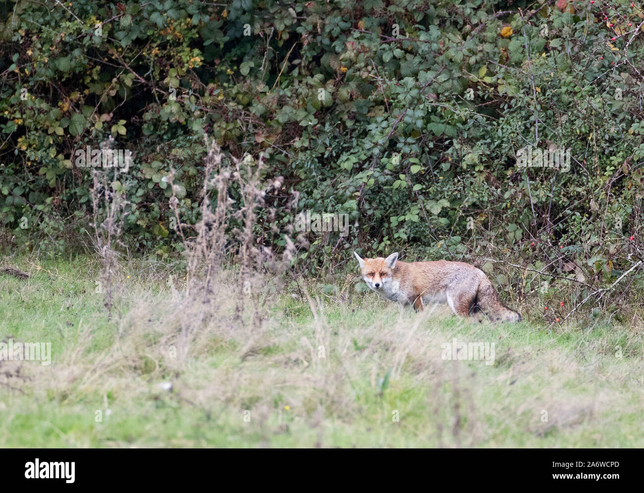 Fox, Vulpes vulpes, in freier Wildbahn. Surrey, Großbritannien 2019 Stockfoto