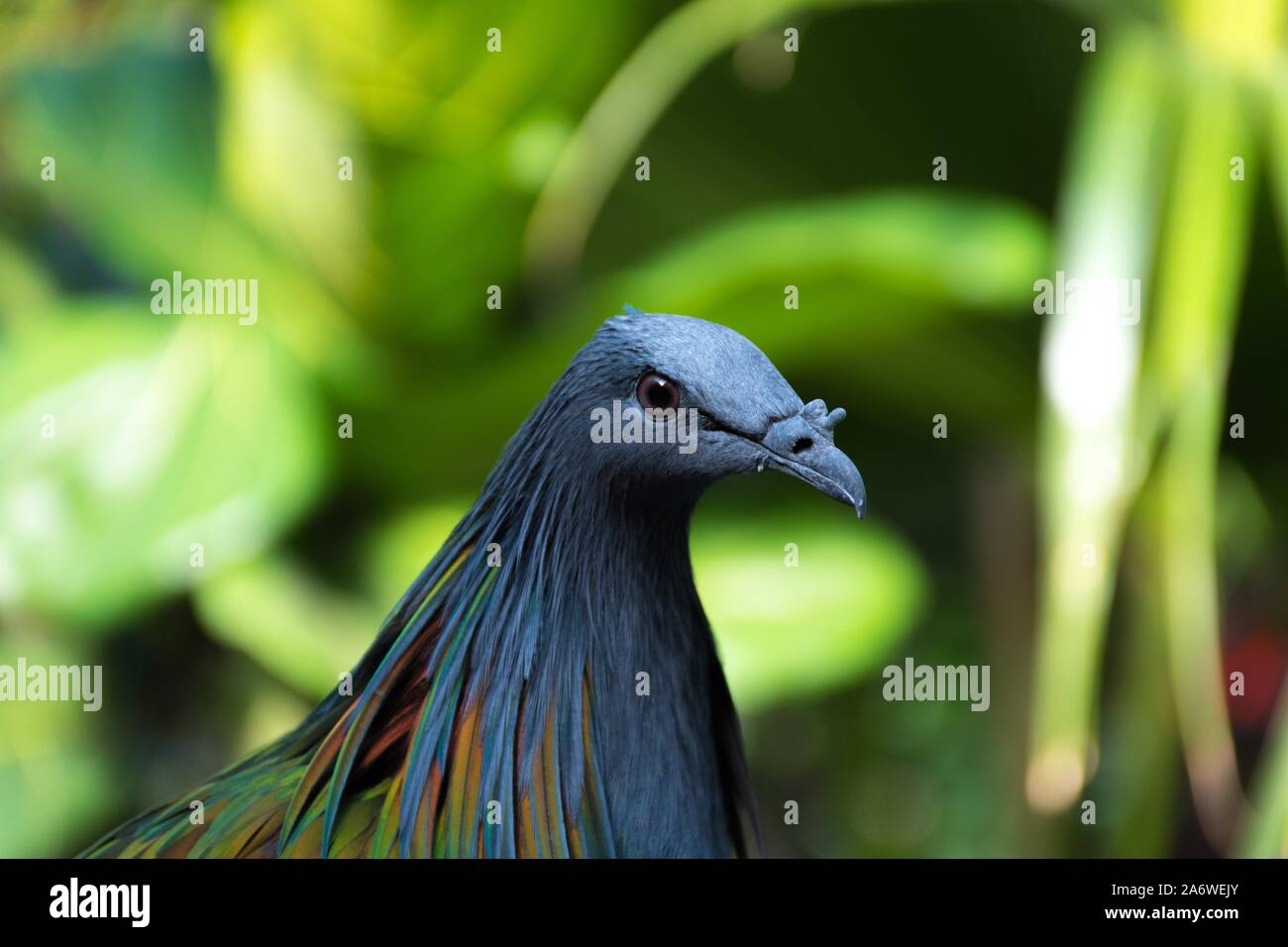 Eine selektive Fokus Schuß der Kopf eines Blue rock dove auf sie starrte mit grünem Hintergrund Stockfoto