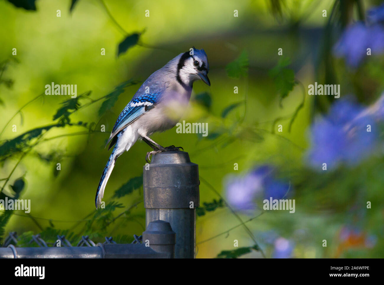 Blue Jay (Cyanocitta cristata) am Gartenzaun, Fort Myers, Florida, USA. Stockfoto