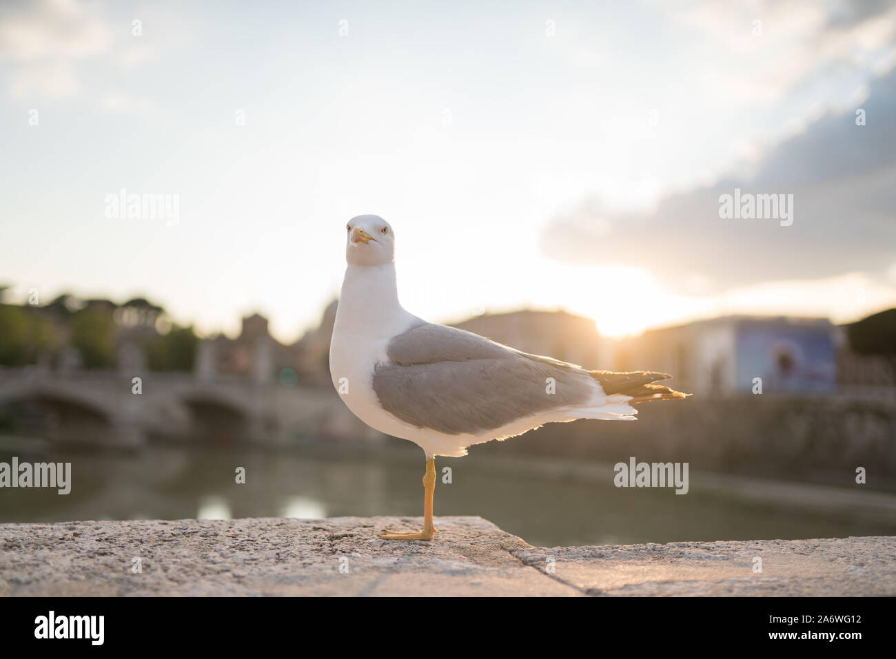 Eine Möwe auf dem Boden von einem Bein Stockfoto