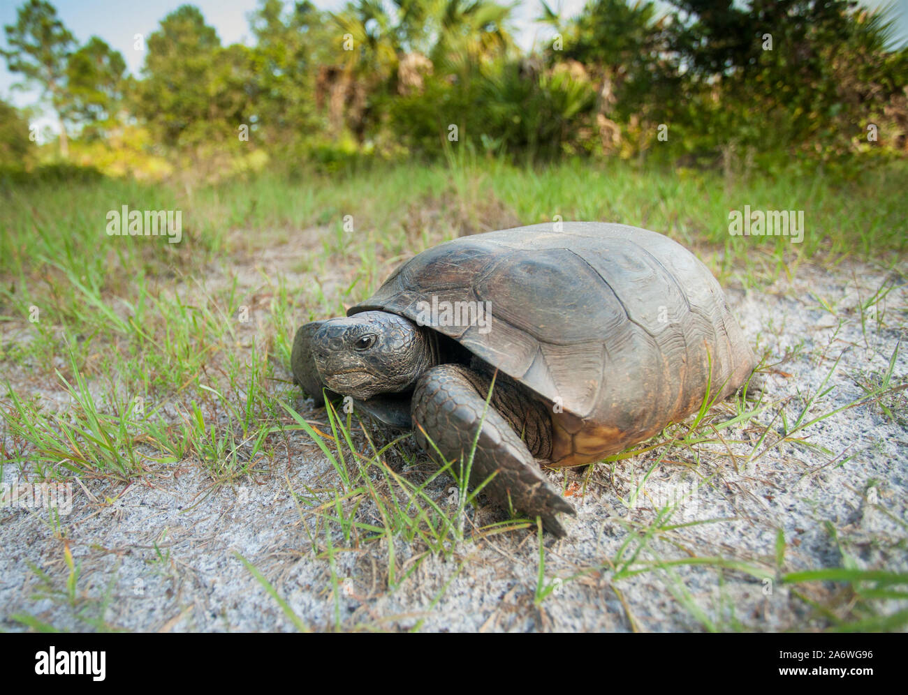 Gopher tortoise (Gopherus Polyphemus) Crew Cypress Dome Trail, Florida, USA Stockfoto