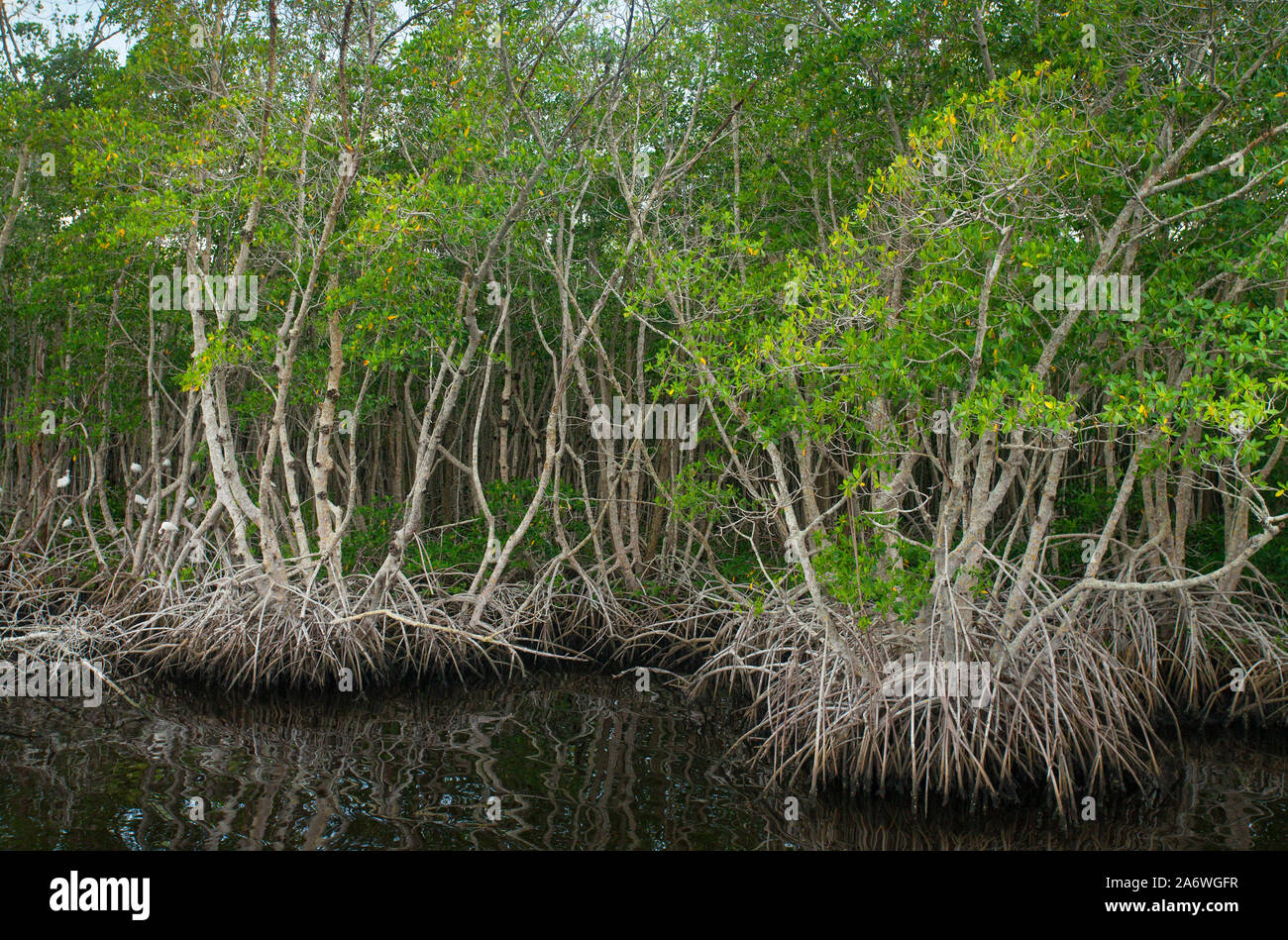 Rote Mangrove (Rhizophora mangle) Four Mile Cove ökologische Bewahren, Cape Coral, Florida, USA Stockfoto