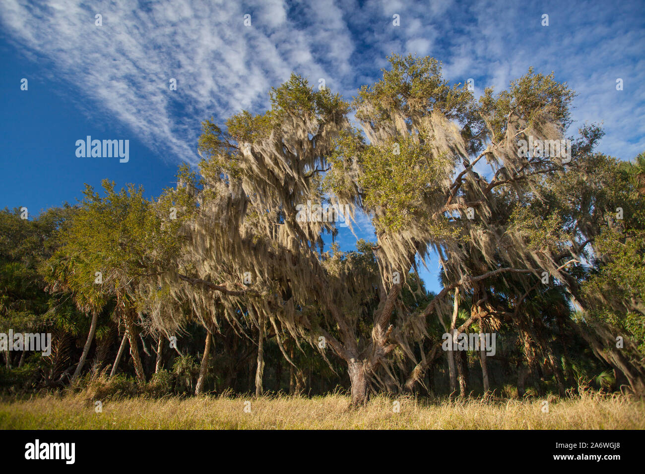Spanisch Moss (Tillandsia usneoides) in Eiche (Quercus sp.) Myakka River State Park, Florida, USA. Stockfoto
