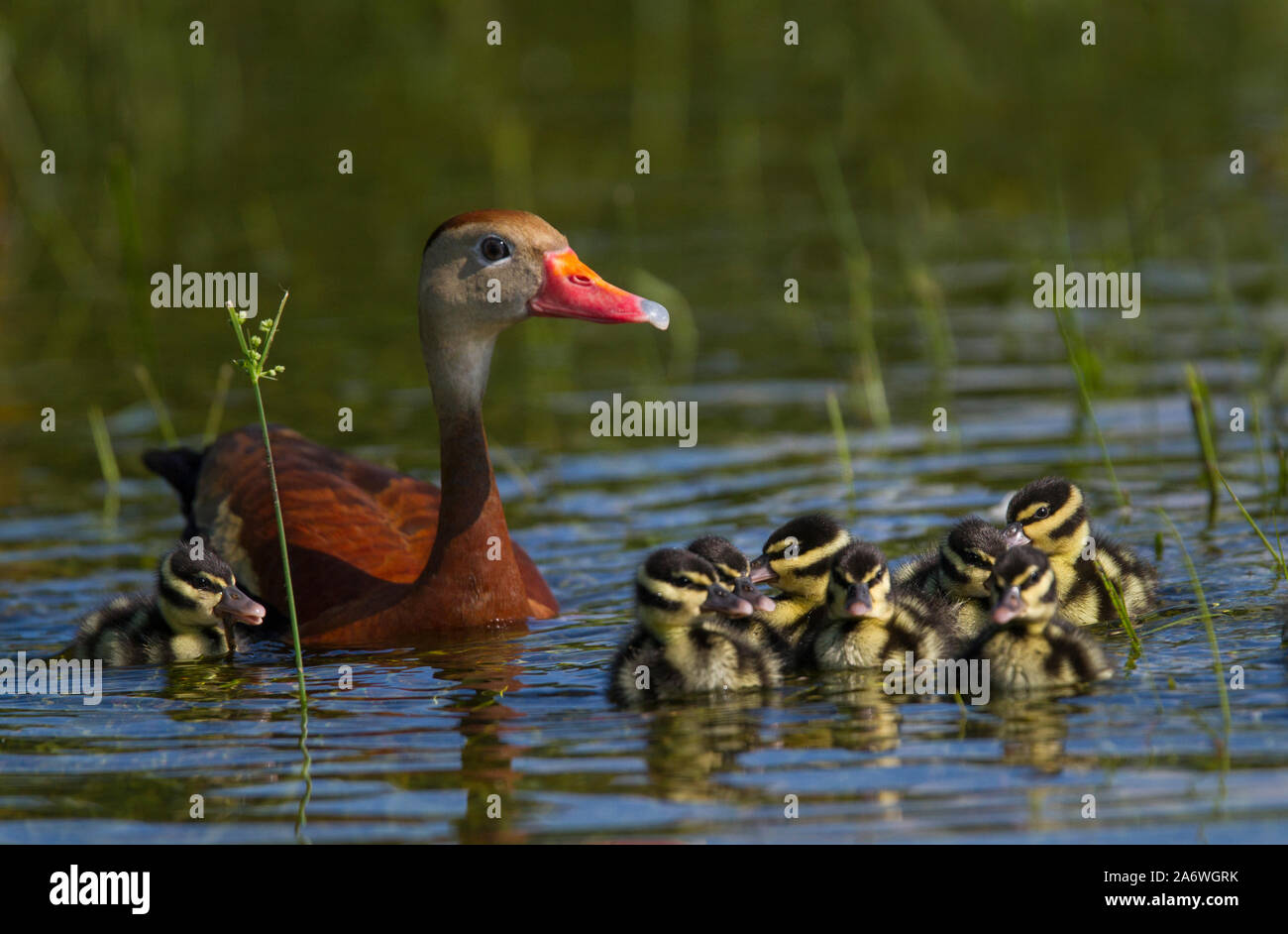 Schwarz-bellied Pfeifen Ente (Dendrocygna autumnalis) Mutter und Jungtiere, Venedig Rookery, Florida, USA. Stockfoto