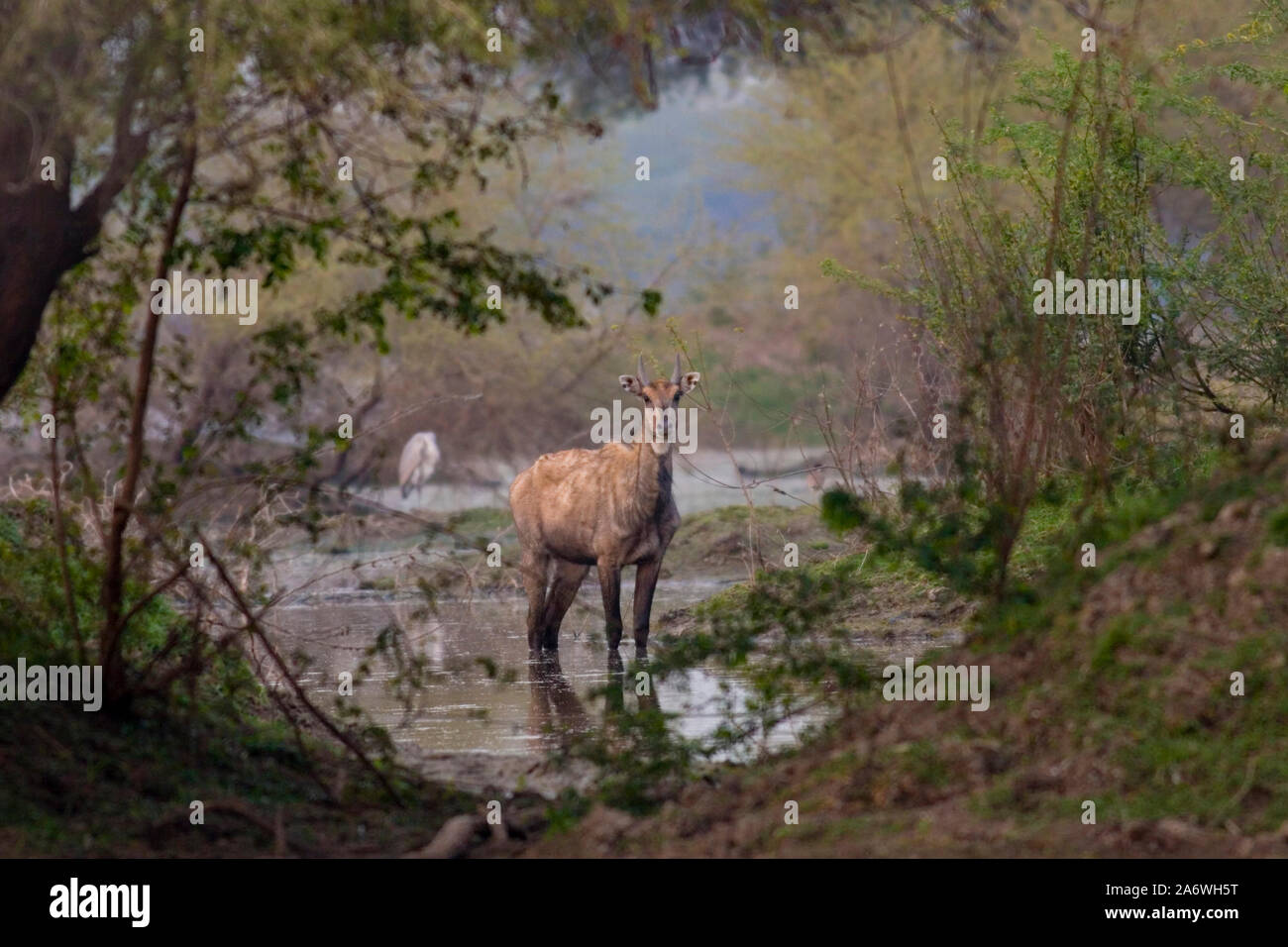 NILGAI ODER BLUE BULL Boselaphus tragocamelus männlich Bharatpur Nationalpark, Indien. Stockfoto NILGAI ODER BLUE BULL Boselaphus tragocamelus männlich Bharatpur Nationalpark, Indien. Stockfoto