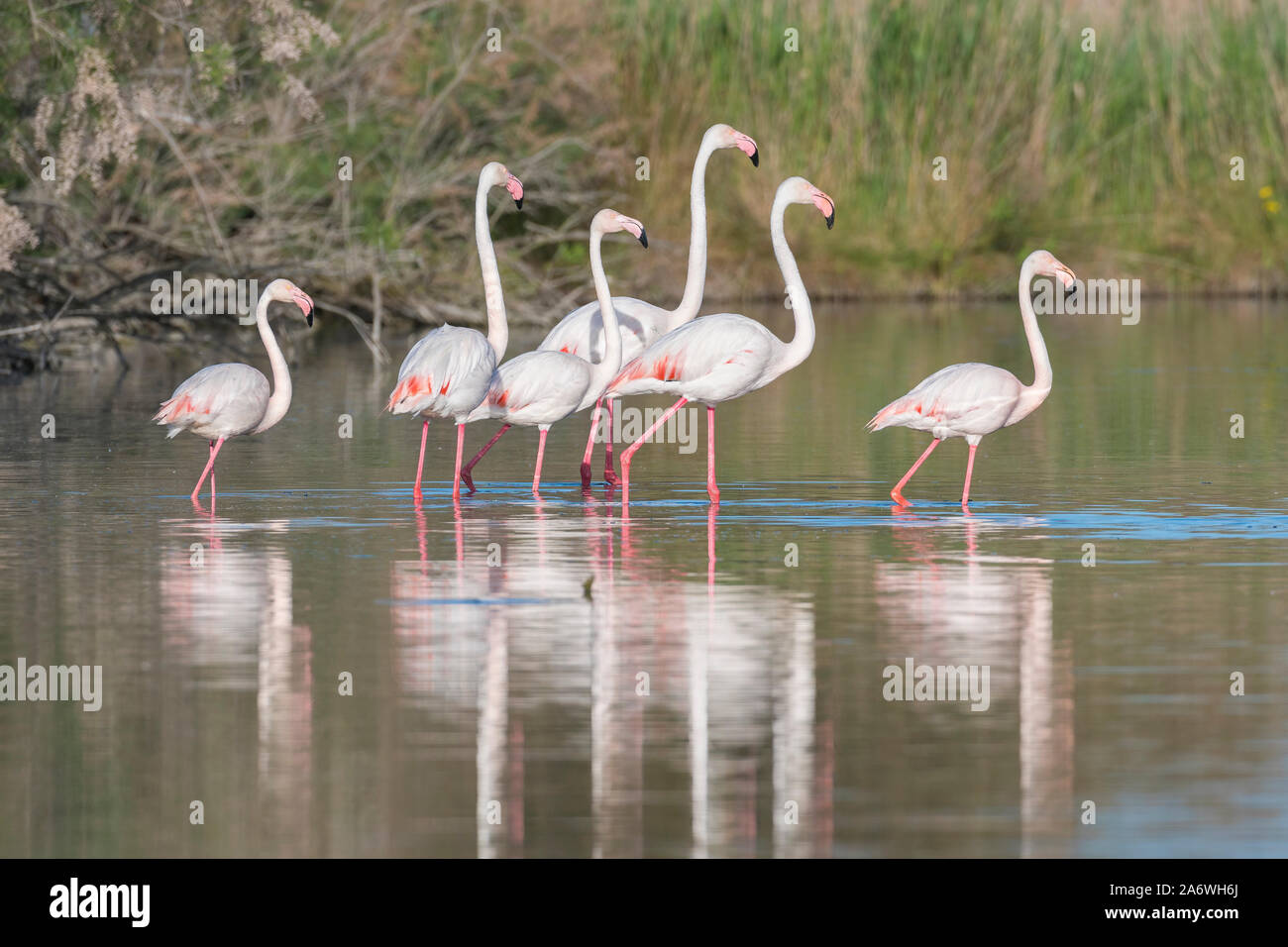 Flamingos (Phoenicopterus Roseus), Camargue, Frankreich, Anfang Mai, von Dominique Braud/Dembinsky Foto Assoc Stockfoto