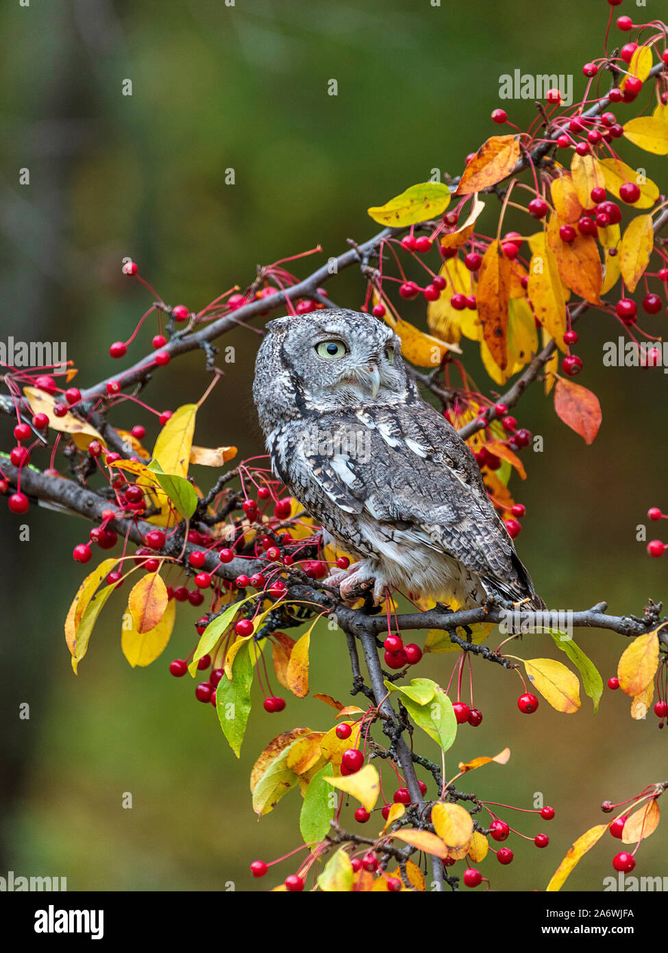 Eastern Screech Owl (Megascops asio), graue Phase, die im Baum, Herbst gehockt, E Nordamerika, von James D Coppinger/Dembinsky Foto Assoc Stockfoto
