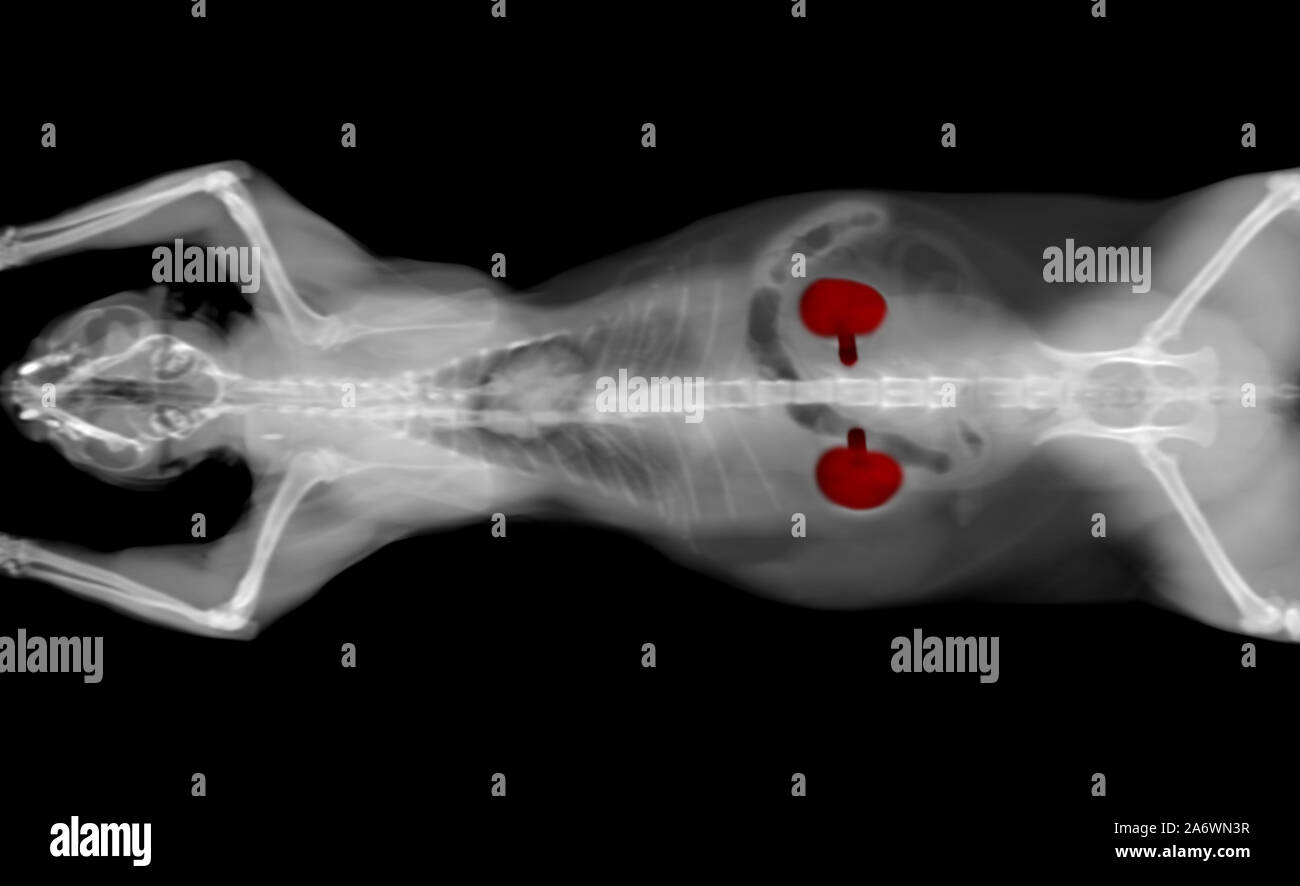 Schwarze und weiße CT Scan einer katze Haustier auf einem schwarzen Hintergrund. Onkologe tierärztliche Diagnose x-ray Test. Nieren in Rot hervorgehoben. Stockfoto