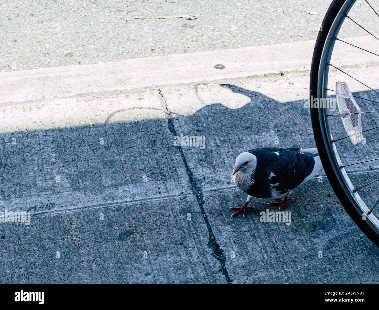 Eine weiße und dunkle Blaue Taube Spaziergänge durch ein Fahrrad Reifen auf einer konkreten Stadt Bürgersteig am Rande einer Straße. Stockfoto