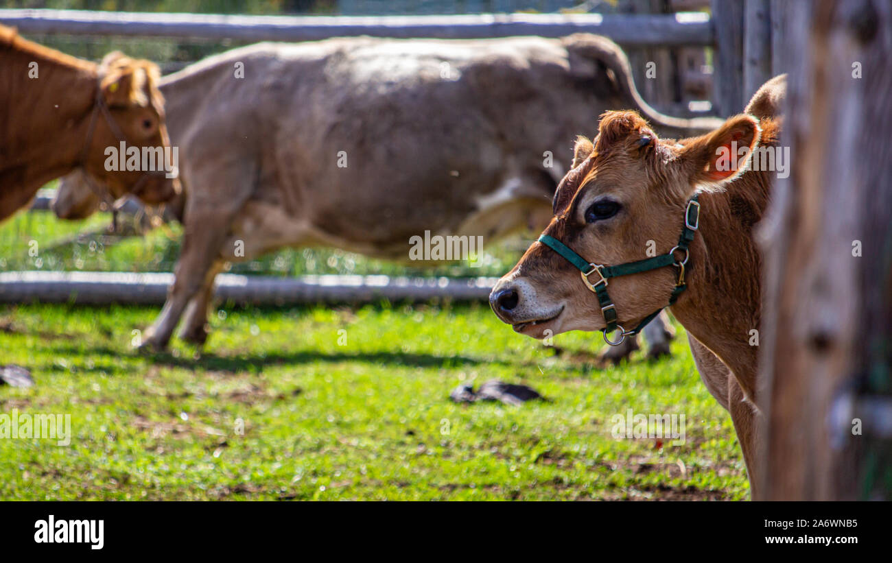Eine braune Kuh dreht seinen Kopf, sein Profil als es sieht darüber hinaus eine fencepost auf die Kamera zu. Stehen in einem Gras Gehäuse mit anderen Kühen, es Wir Stockfoto
