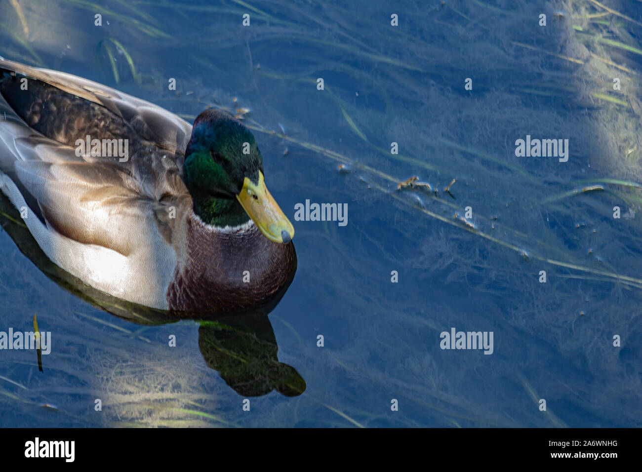 Eine Stockente ist aus der Nähe gesehen, wie es durch einen schattigen Bereich der relativ flachen Wasser schwimmt. Detail in der Färbung des Vogels und Gefieder gesehen werden kann, während Stockfoto