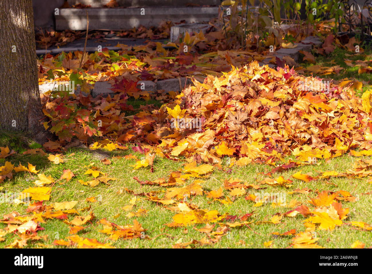Ein loser Haufen von gefallenen Herbst Ahorn Blätter auf einem Rasen im Vorgarten eines Suburban Home. Die getrockneten, aber immer noch bunt, Blätter sind noch sc Stockfoto