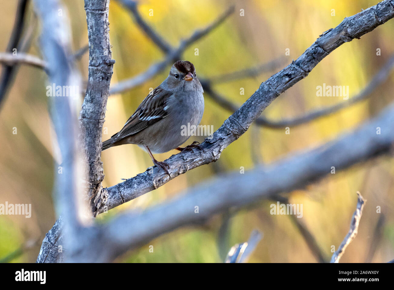 Nach Lark Sperber hat Schnabel geradeaus wies während der Mündung aus getrockneten Zweig der Baumstruktur Barsche beobachten. Stockfoto