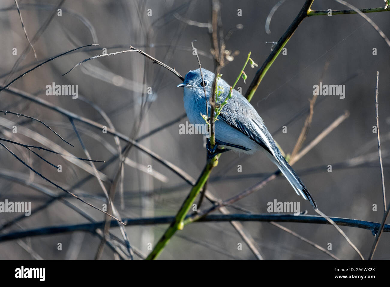 Watchful Blau Grau Gnatcatcher sitzstangen unter kleine Zweige einer Flussmündung Baum auf der Suche nach Essen zu suchen. Stockfoto