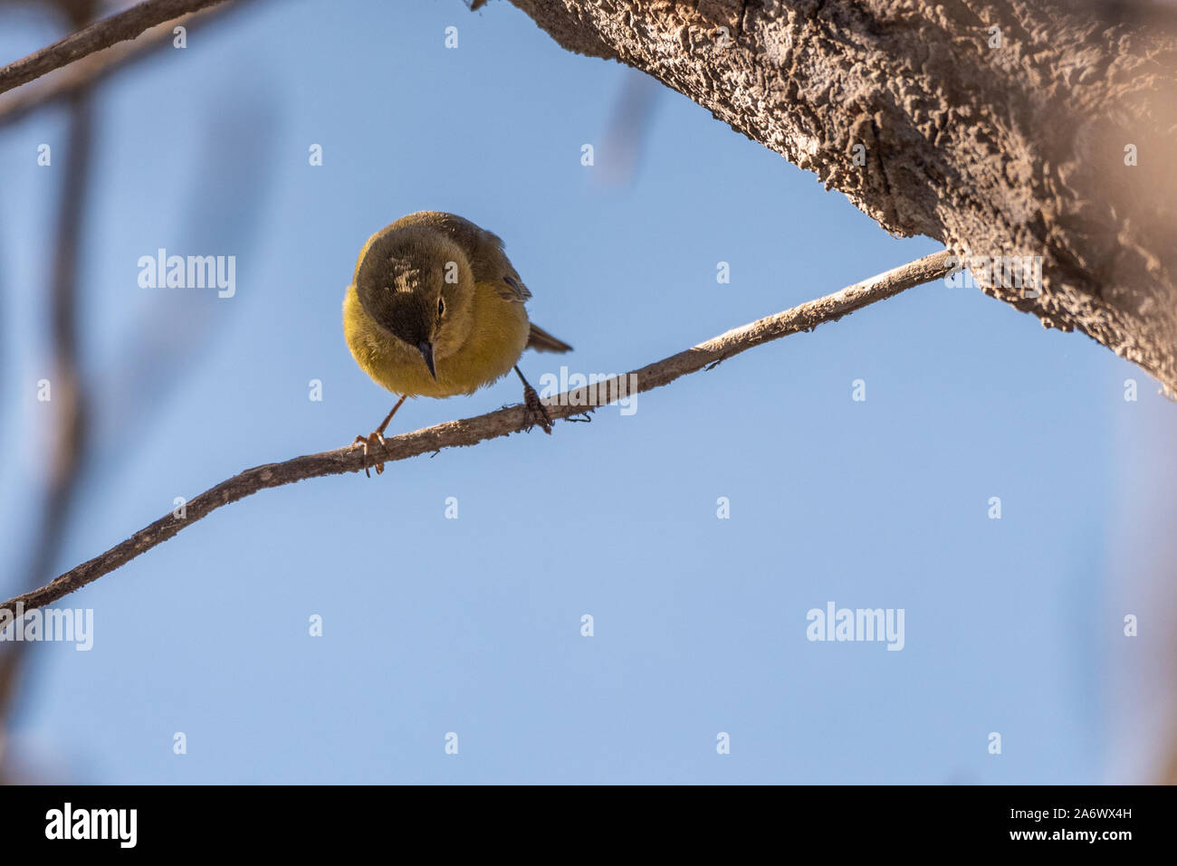 Orange gekrönt Warbler suchen unter seinem Zweig Barsch mit den hellen orangen und gelben Farben. Stockfoto