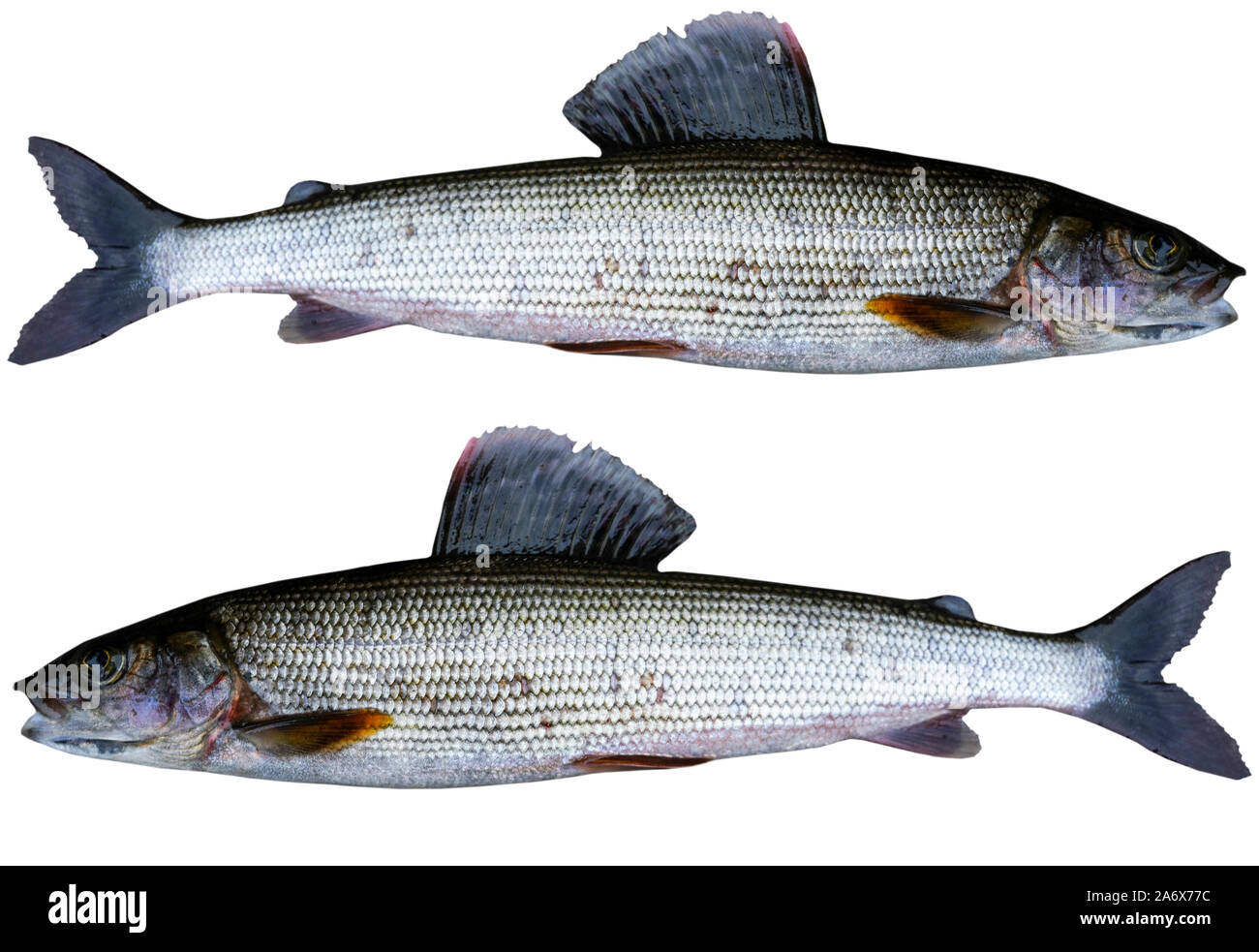 Arktische Äsche Fisch auf weißem Hintergrund. Süßwasserfische. Super Sport Fisch. Stockfoto