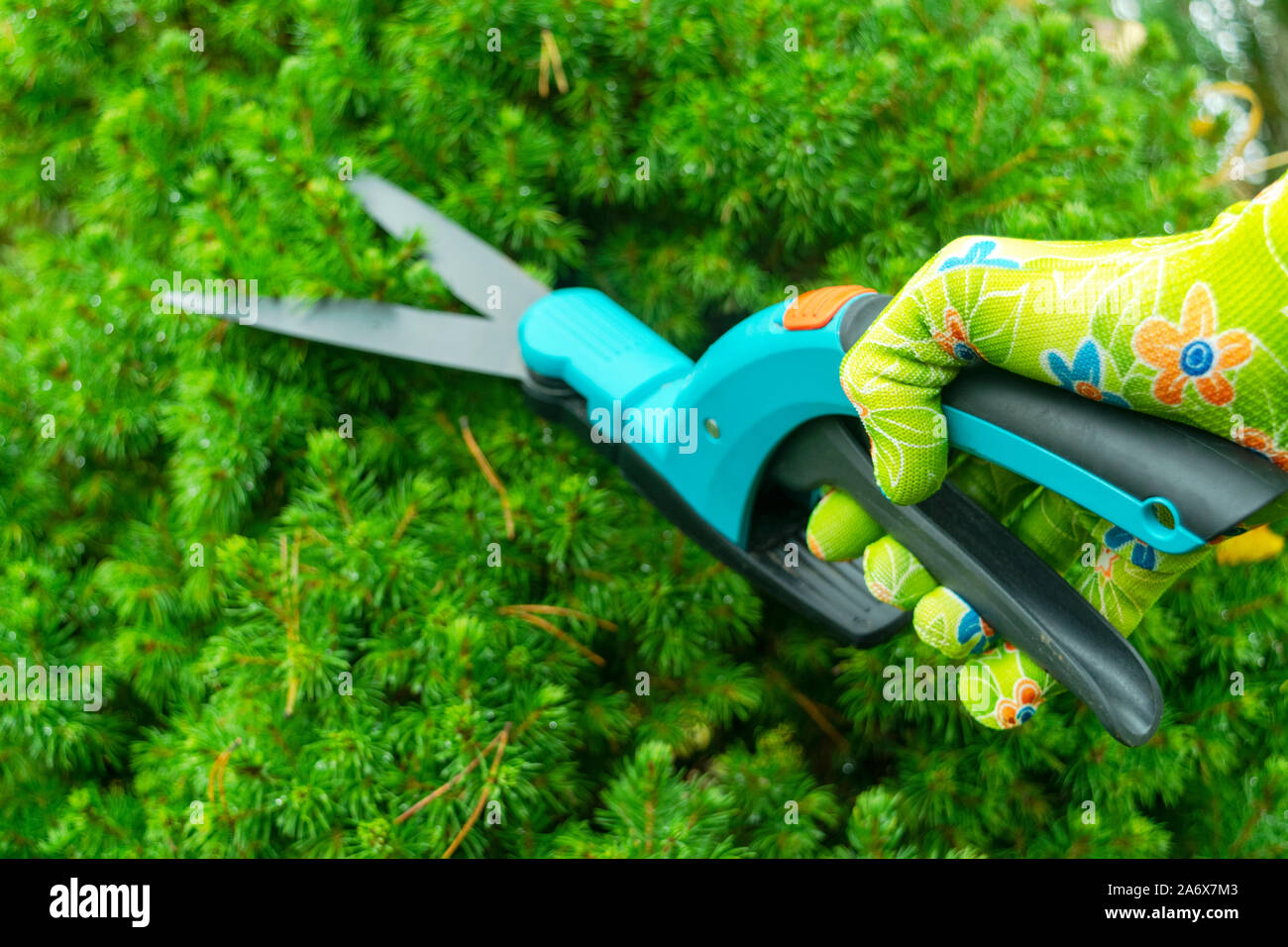 Saisonale Beschneiden von Bäumen mit Baum, Reb und Gartenscheren