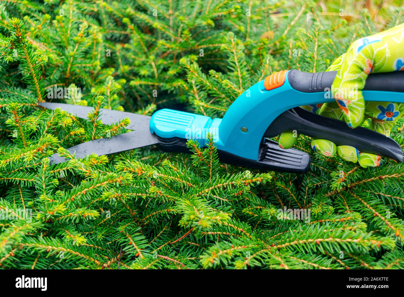 Saisonale Beschneiden von Bäumen mit Baum, Reb und Gartenscheren