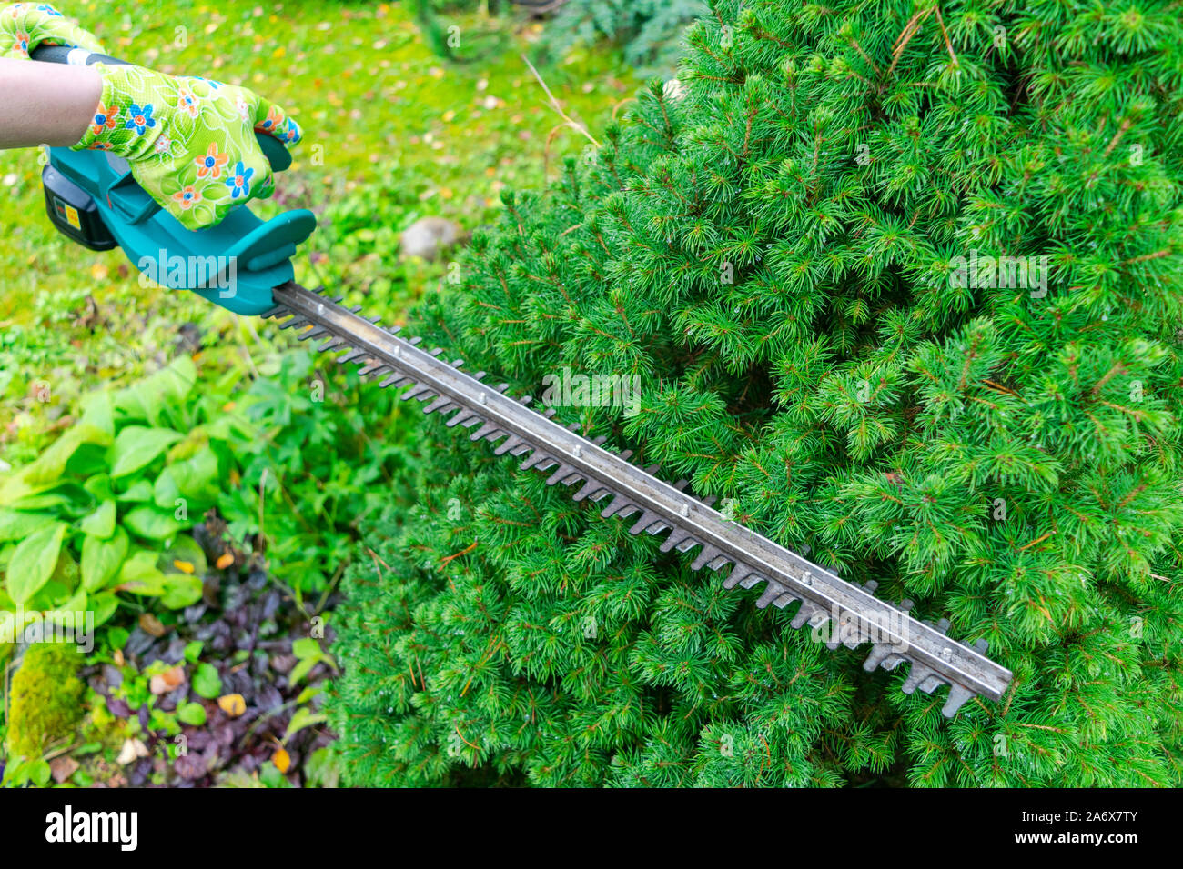Saisonale Beschneiden von Bäumen mit Baum, Reb und Gartenscheren