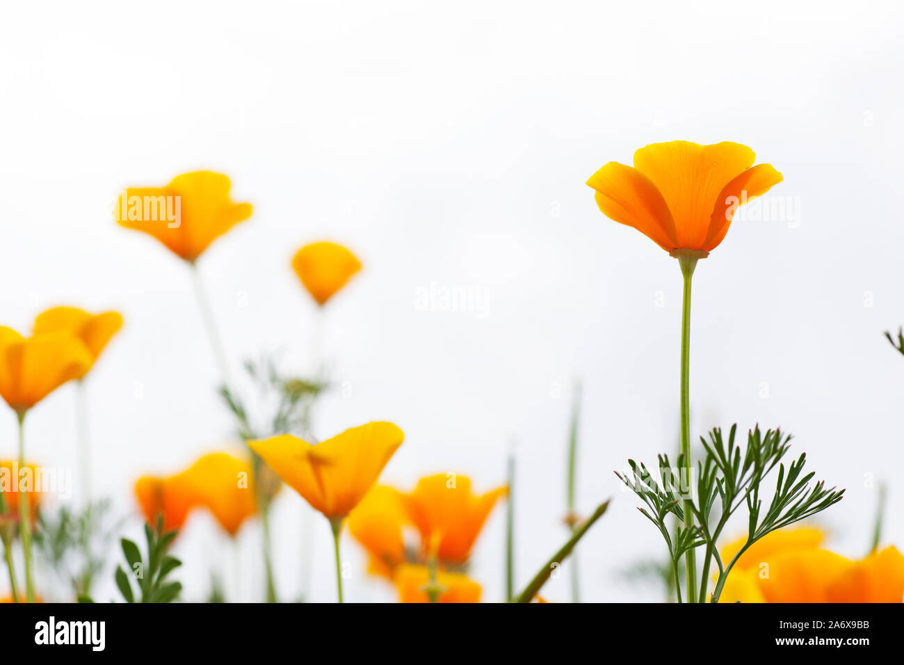 Orange Kalifornischer Mohn vor weißem Hintergrund (Eschscholzia californica) Stockfoto