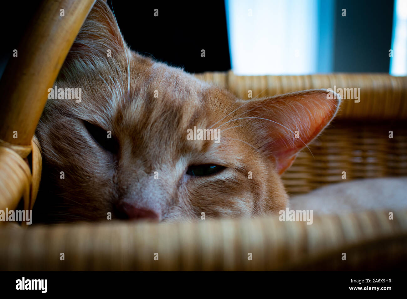 Katze in einem Picknickkorb Stockfoto