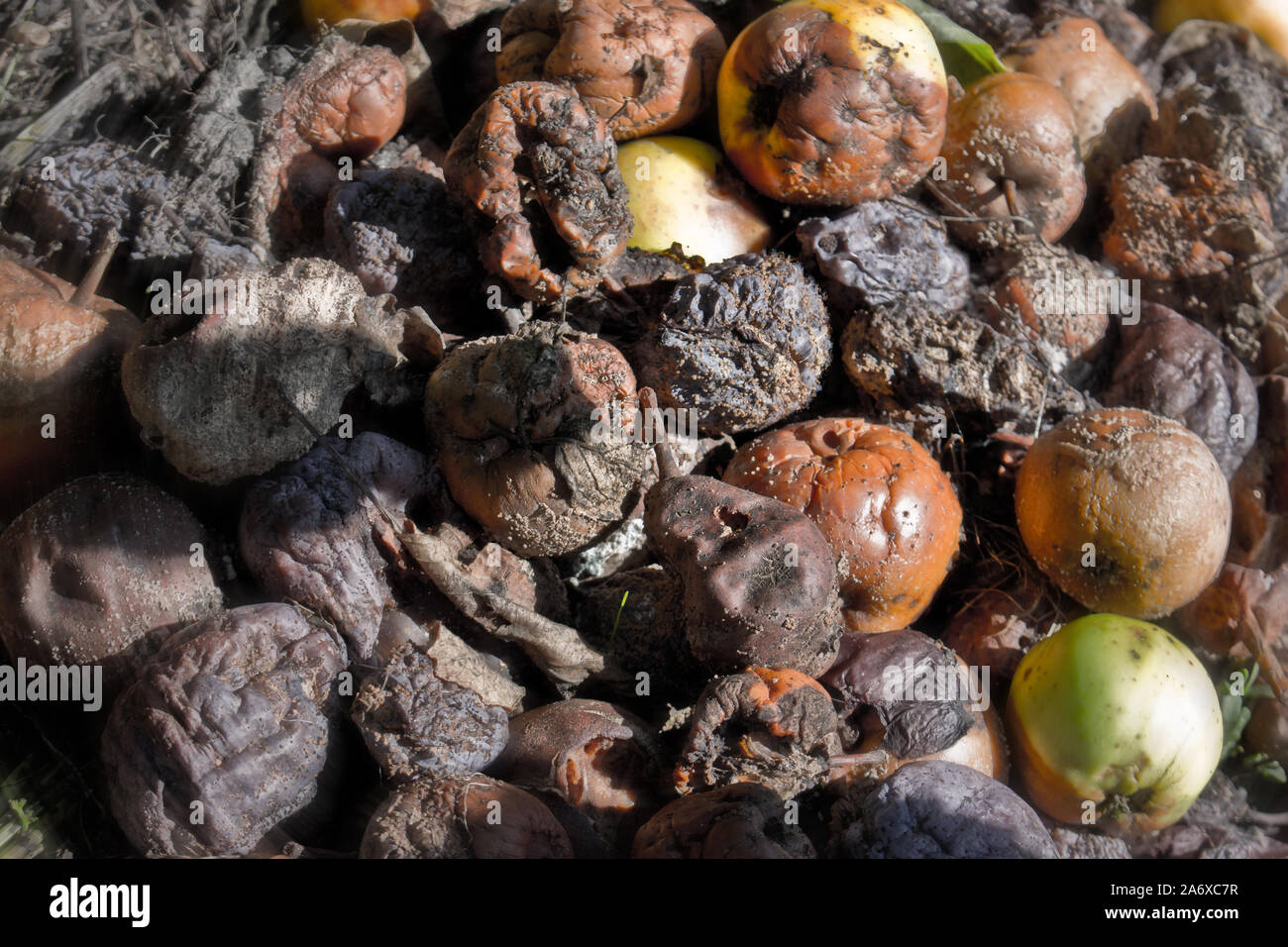 Morsch und gebrochen Obst und Gemüse in den Komposter im Garten. Stockfoto