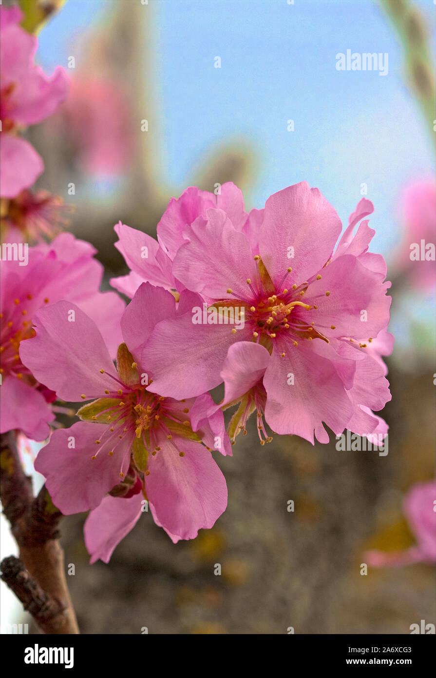 Mandelblüte (Prunus dulcis) in Selva, Serra de Tramuntana, Mallorca, Balearen, Baleraric Insel, Spanien Stockfoto