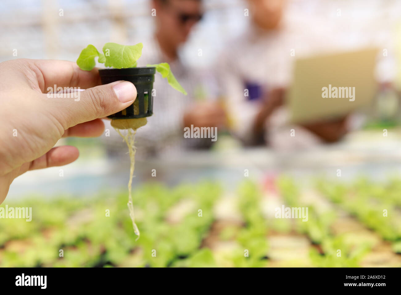 Hydroponics Farm, Arbeiter und Umwelt Daten von Kopfsalat organische hydroponic Gemüse sammeln im Gewächshaus farm Garten. Stockfoto