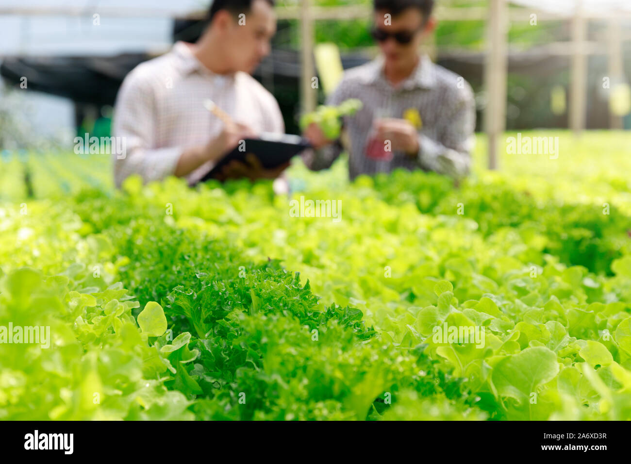Hydroponics Farm, Arbeiter und Umwelt Daten von Kopfsalat organische hydroponic Gemüse sammeln im Gewächshaus farm Garten. Stockfoto