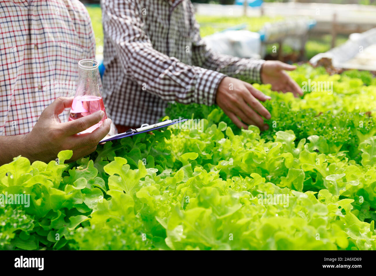 Hydroponics Farm, Arbeiter und Umwelt Daten von Kopfsalat organische hydroponic Gemüse sammeln im Gewächshaus farm Garten. Stockfoto